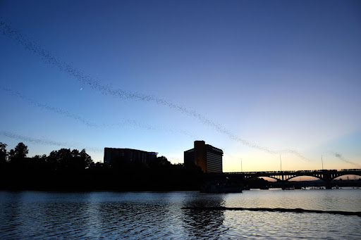 Austin bats flying from Congress Av. Bridge in 3 columns