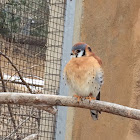 American Kestrel