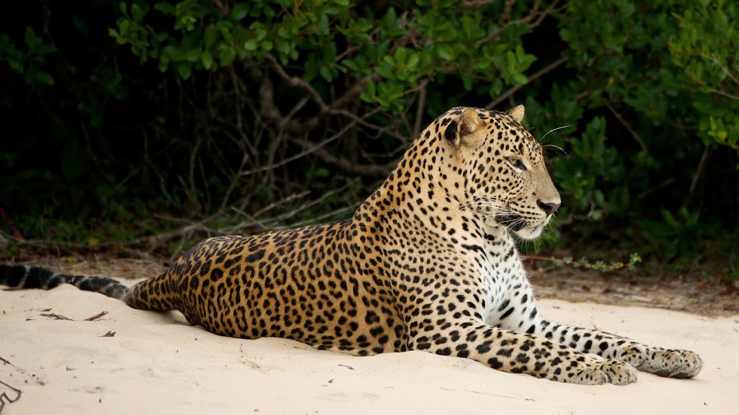 Watch Wild Sri Lanka live