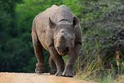 The US and South Africa announced an initiative to work more closely to combat illicit finance linked to the illegal wildlife trade. In this picture, an orphaned rhino is photographed in its new home at Babanango. File photo.