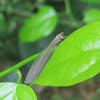 Dobsonfly