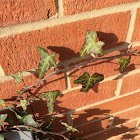 English ivy