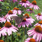 Pipevine Butterfly