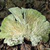 Gilled Polypore