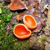 The orange peel fungus