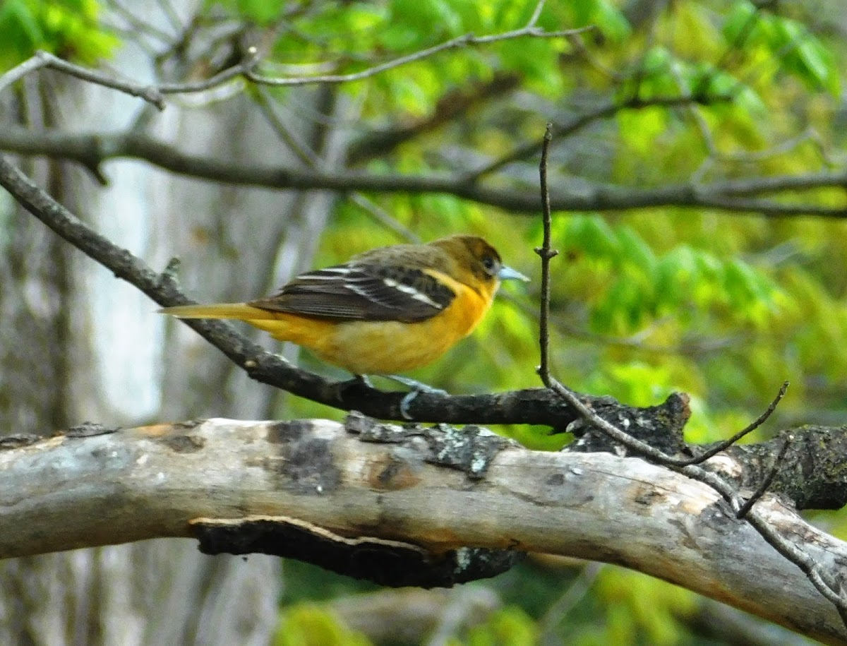 Northern Oriole