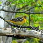 Northern Oriole