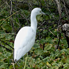 Juvenile Little Blue Heron