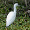 Juvenile Little Blue Heron