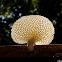 Bracket fungus