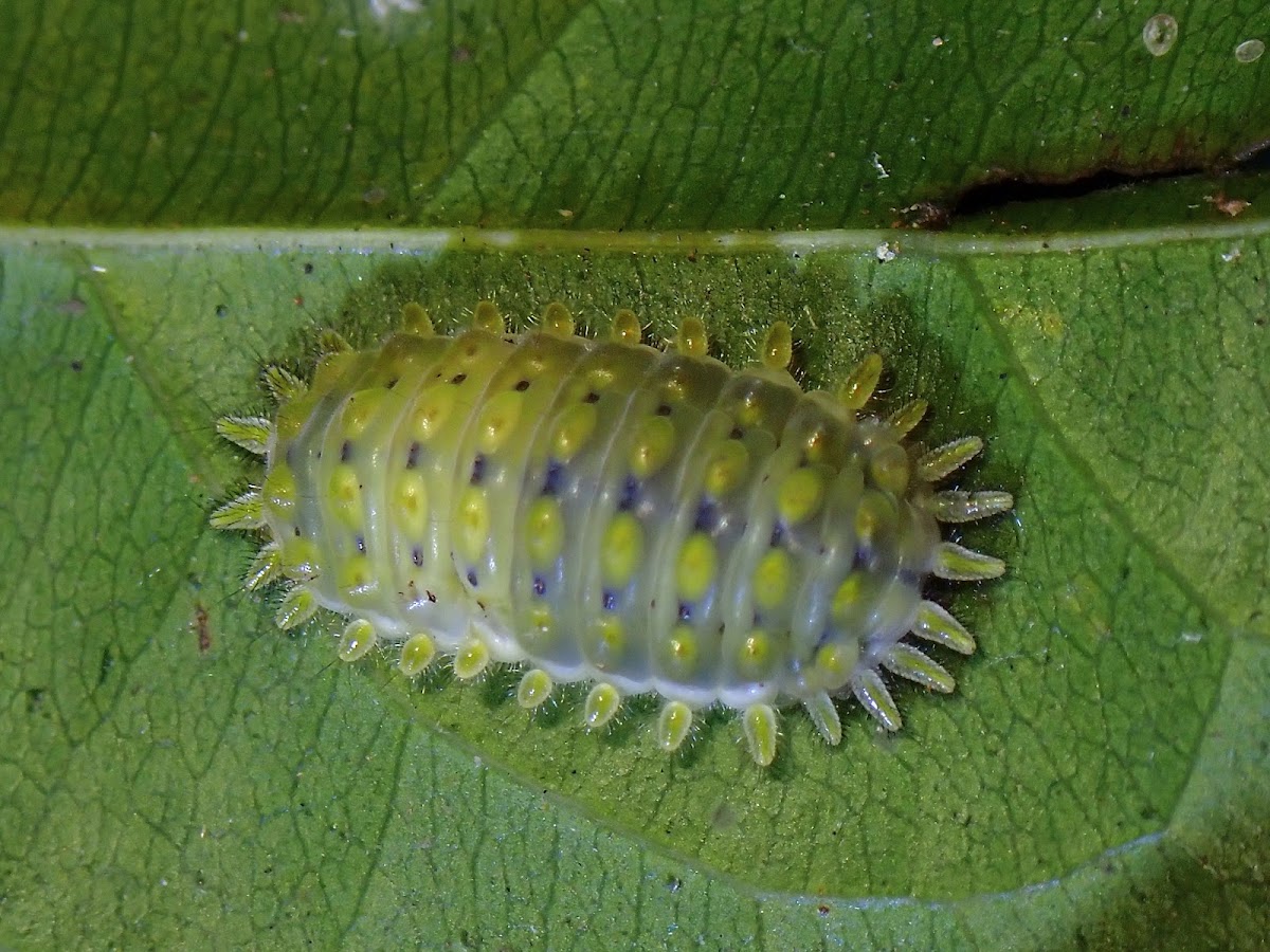 Caterpillar