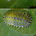 Caterpillar