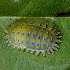 Caterpillar