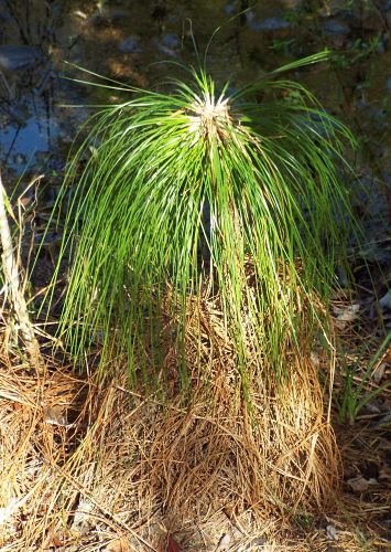 Longleaf Pine