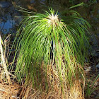 Longleaf Pine