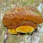 Bracket Fungus