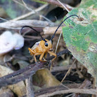 Longhorn beetle