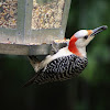 female red-bellied woodpecker