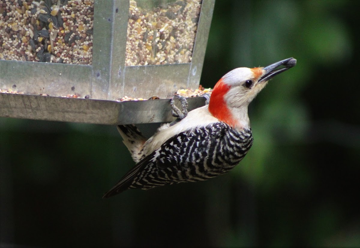 female red-bellied woodpecker