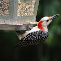 female red-bellied woodpecker