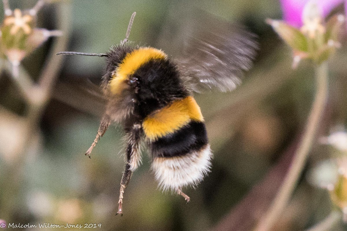 Buff-tailed Bumble Bee