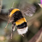 Buff-tailed Bumble Bee