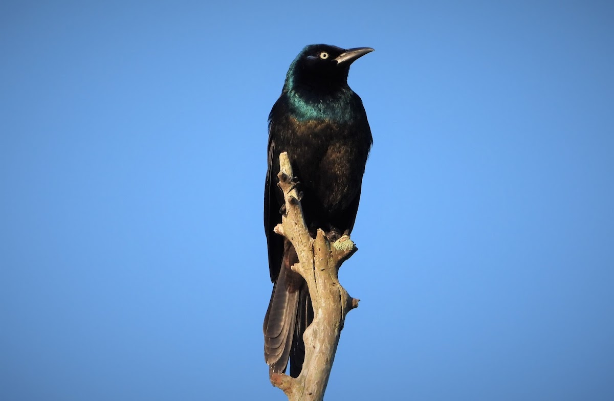 Common grackle