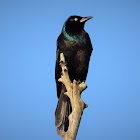 Common grackle