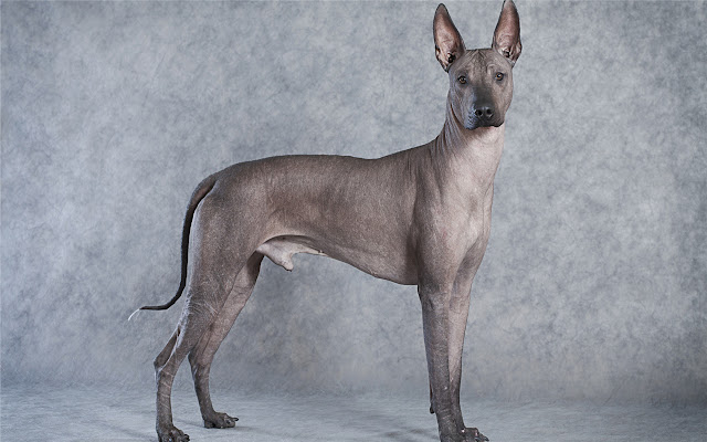 Pharaoh Hound Themes & New Tab