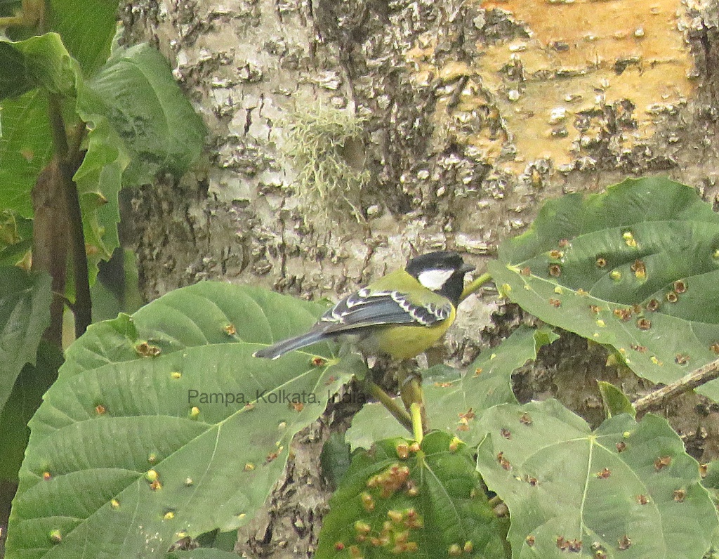 Green Backed Tit