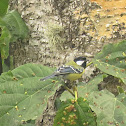 Green Backed Tit