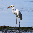 Intermediate egret