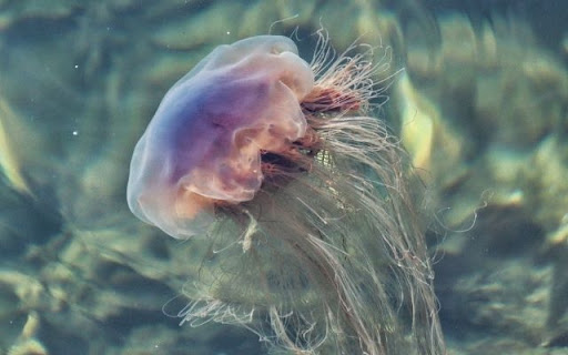 The Magnificent Lion's Mane Jellyfish Preview 1