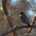 American Robin