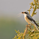 Great grey shrike