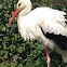 White stork