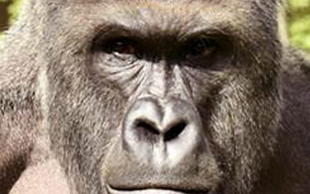 Harambe theme for chromebooks chrome extension