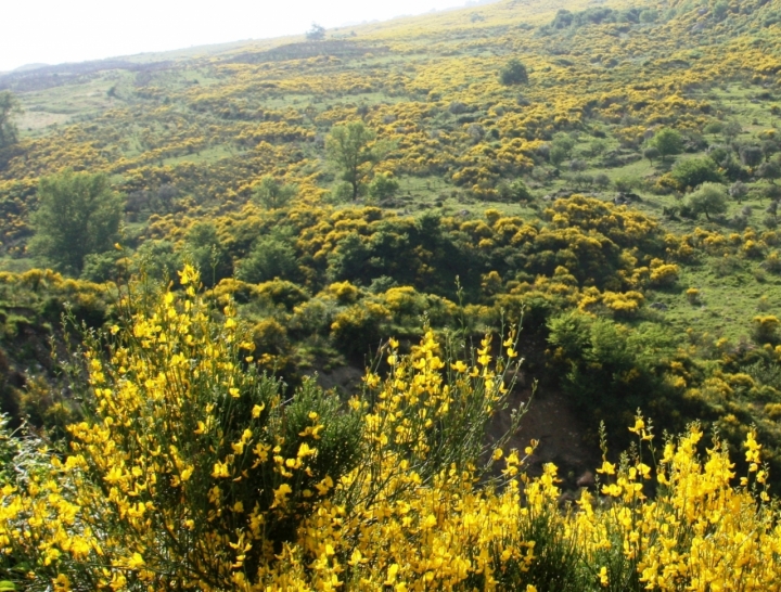 Tra il Giallo ....e il Verde di MICHELE69