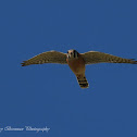 American Kestrel