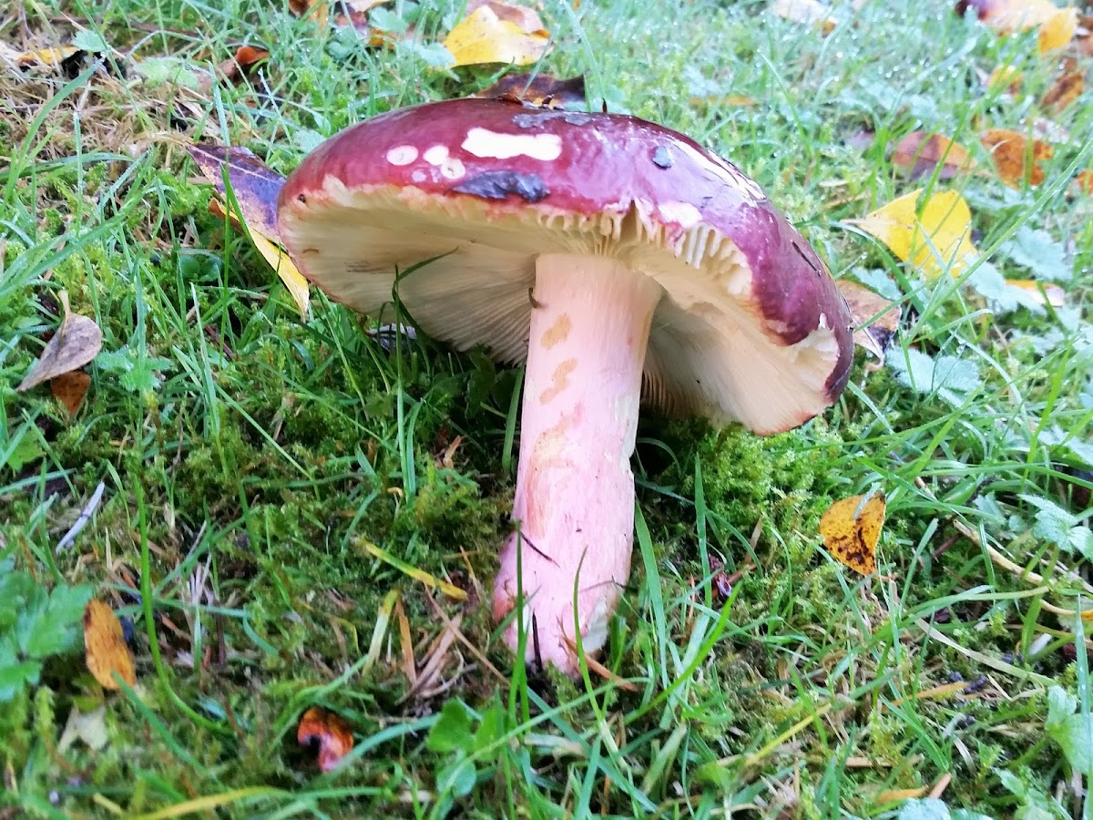 Shrimp Russula