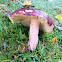 Shrimp Russula