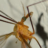 Crane fly