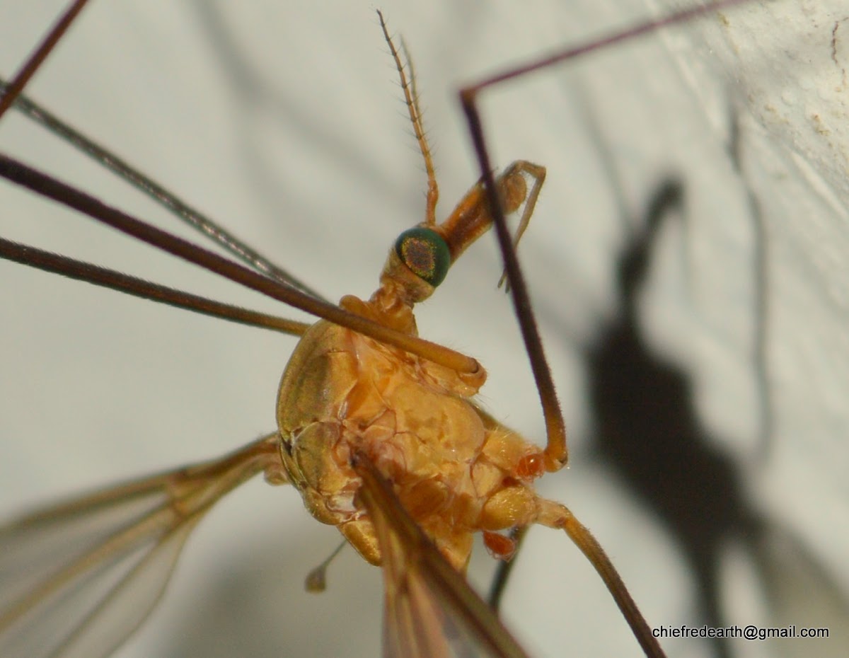 Crane fly