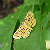 Red-Spotted SweetPottato Moth