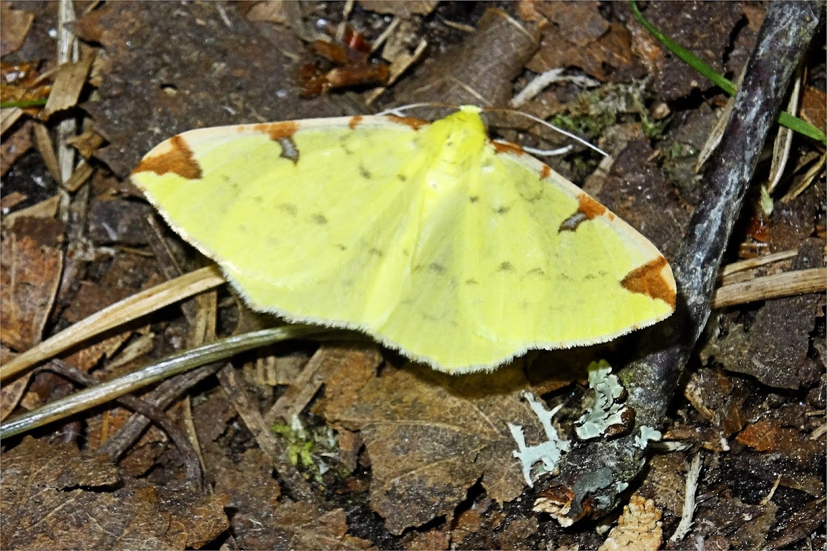 Brimstone Moth