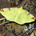 Brimstone Moth