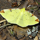 Brimstone Moth