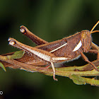 Bird grasshopper