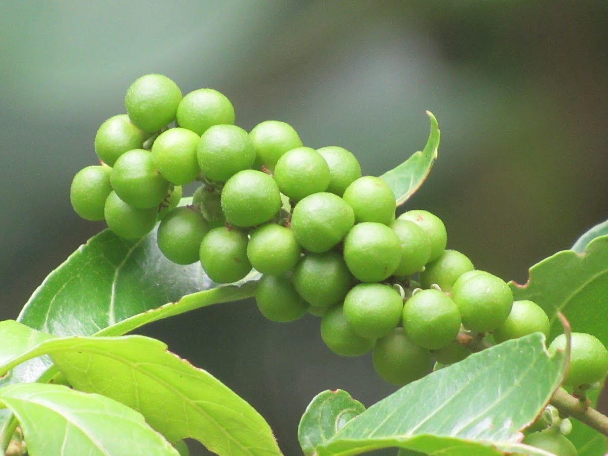 Mangrove Tit-berry