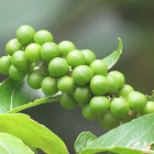 Mangrove Tit-berry